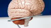 Neuroplastizität beim Windelwechsel: Die Geburt eines Kindes verändert nicht nur das Leben, sondern auch das Gehirn von Vätern.