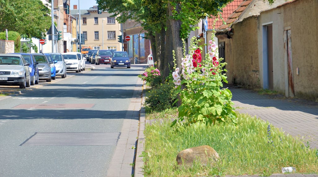 Schade, würden diese Stockrosen nicht hier stehen - auf einem Abschnitt der Löderburger Straße in Staßfurt, welcher eher einen öden Anblick bietet.
