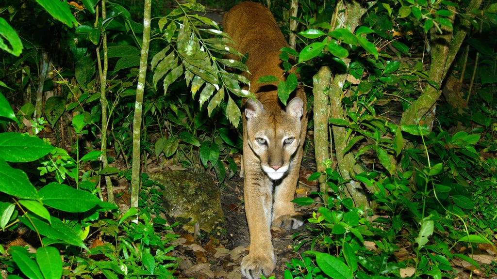 Sachsen-Anhalt hat schon einige ungewöhnliche Tier-Sichtungen erlebt. Vom ausgebüxten Känguru in Halle über entkommene Affen und Stinktiere bis hin zum aktuellen Puma in Braunsbedra.