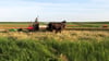 Heu machen mit einem Maultiergespann: ein amischer Bauer auf einem Feld in Lancaster County, Pennsylvania.
