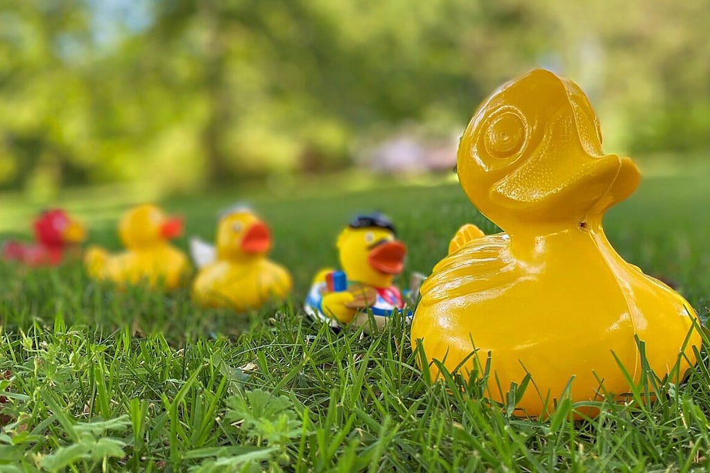Zum 22. Mal wird zum Quietscheentenrennen in den Schlosspark eingeladen. Der Startschuss für die Gummitiere fällt am 9. Juli, 10 Uhr.