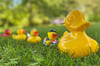 Zum 22. Mal wird zum Quietscheentenrennen in den Schlosspark eingeladen. Der Startschuss für die Gummitiere fällt am 9. Juli, 10 Uhr.