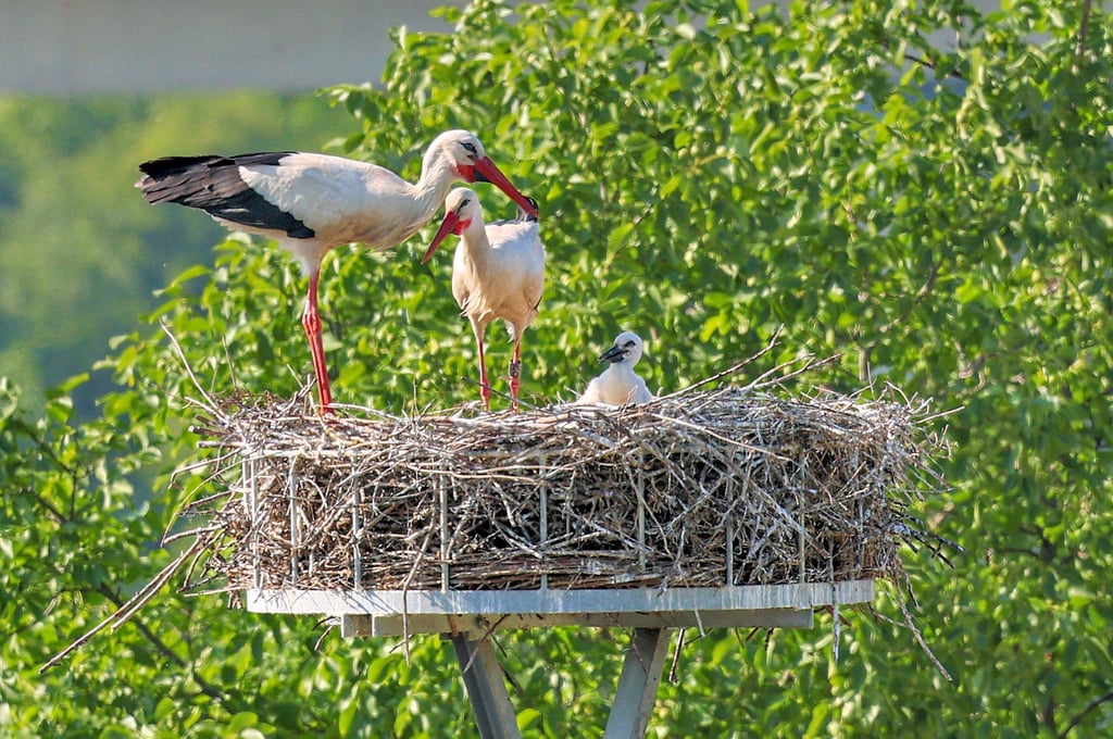 Ein Blick in die gute Stube von Familie Storch im John-Schehr-Weg: Von den drei Jungvögeln blickt einer über den Rand des Horstes.