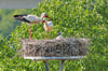 Ein Blick in die gute Stube von Familie Storch im John-Schehr-Weg: Von den drei Jungvögeln blickt einer über den Rand des Horstes.