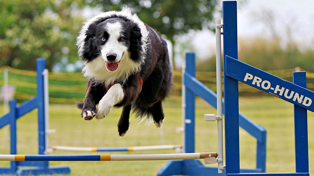 Aton auf dem Agility-Parcours. Der Hund von Diana Knabe aus Schadeleben feiert seinen fünften Geburtstag sportlich.