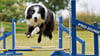 Aton auf dem Agility-Parcours. Der Hund von Diana Knabe aus Schadeleben feiert seinen fünften Geburtstag sportlich. 