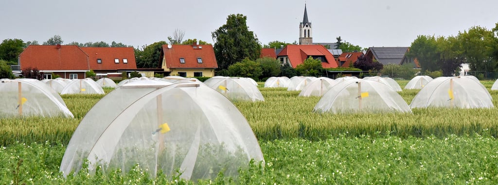 Am südlichen Ortsrand von Glinde, gleich vor dem Wohngebiet „Lage Morgen“, stehen 68 Fangzelte.