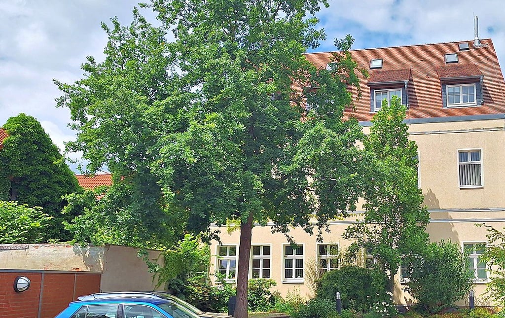 Auch im Eichenbaum auf dem Parkplatz am Klötzer Rathaus wurden zwei Nester des Schädlings abgesaugt.