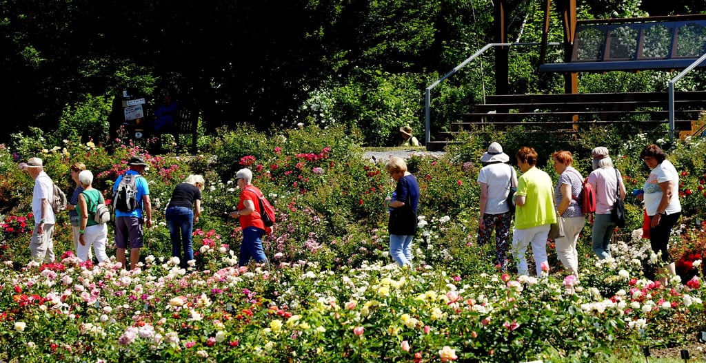 Gut besucht war der Rosengarten in Sangerhausen zum Berg- und Rosenfest am vergangenen Wochenende. Dauerkartenbesitzer sind aber mit dem Eintrittspreis nicht einverstanden, der von ihnen verlangt wurde.