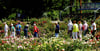 Gut besucht war der Rosengarten in Sangerhausen zum Berg- und Rosenfest am vergangenen Wochenende. Dauerkartenbesitzer sind aber mit dem Eintrittspreis nicht einverstanden, der von ihnen verlangt wurde.  