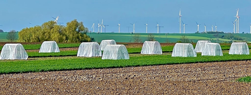 Insgesamt 112 Zelte stehen am Stadtrand von Könnern für einen wichtigen Versuch.