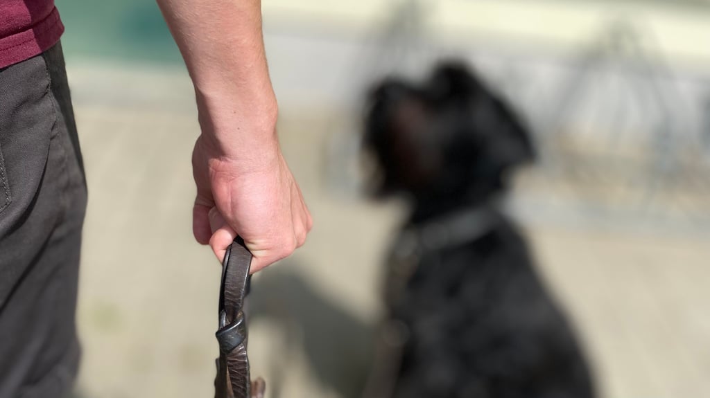 Ein Mann aus Calbe ist wegen Verstoß gegen das Tierschutzgesetz im Schönebecker Amtsgericht angeklagt. Er soll mehrfach auf seinen Hund eingeschlagen haben.