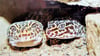 Im Ascherslebener Zoo gibt es Leopardgeckos. Ein Grund, warum sich die Einrichtung an der Spendensammlung für das Zootier des Jahres beteiligt hat.