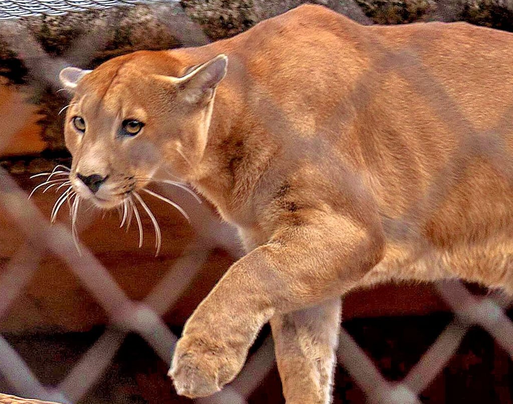 Puma oder doch nicht?