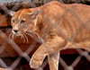 Puma oder doch nicht?