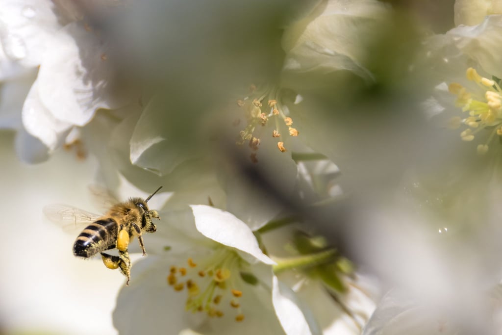 Ausgewachsene Bienen können nicht erkranken, aber die Krankheit verbreiten, wodurch es zum Massensterben von Bienenvölkern kommen kann (Symbolbild).