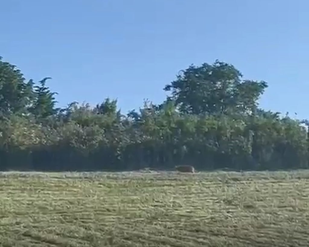 Das Foto aus einem Video soll einen Puma zeigen. Doch das hat sich nicht bestätigt.