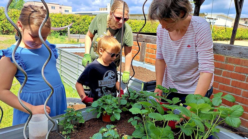 Pflanzaktion im Jugendclub Elster. Gärtnerin Katja Böttcher (r.) zeigt Melissa und Arno (v.l.), wie die Erdbeeren eingepflanzt werden sollen, um viele leckere Früchte zum Naschen zu tragen.