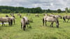 Konik-Pferde gehören mit den Heckrindern zu den Landschaftspflegern in der Oranienbaumer Heide. Das Gebiet, das teilweise im Biosphärenreservat Mittelelbe liegt,  beherbergt eine vielfältige Flora und Fauna, darunter  den Wiedehopf. Auf geschützten Wegen können Naturfreunde  den besonderen Ort genießen. 