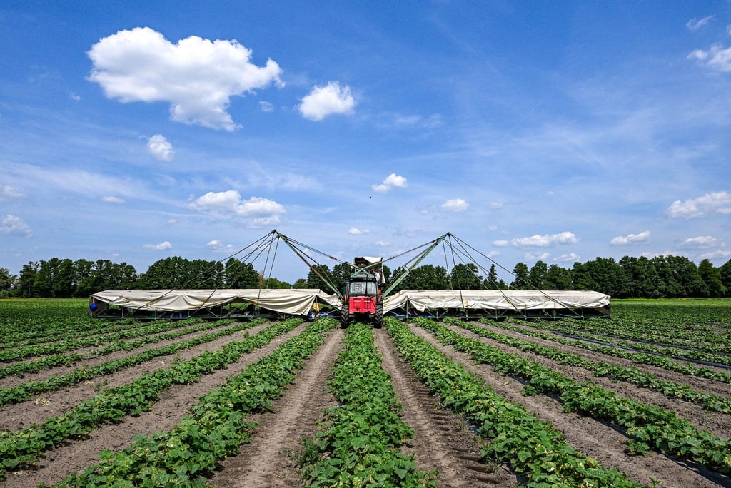 Ein sogenannter Gurkenflieger - eine Maschine mit einer Art Tragflächen - kommt im Spreewald für die Gurkenernte zum Einsatz.
