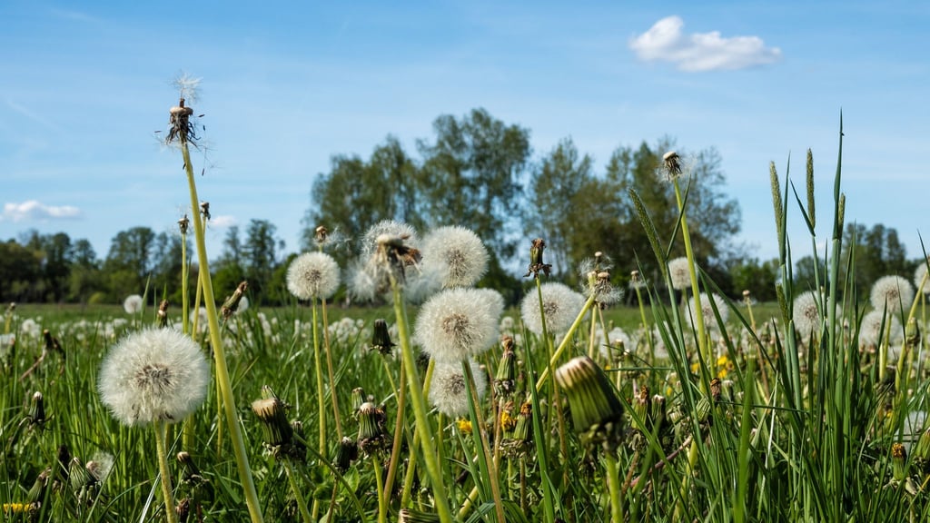 Windböen mischen sich am Donnerstag kurz in die freundlichen Aussichten der nächsten Tage. (Symbolbild)