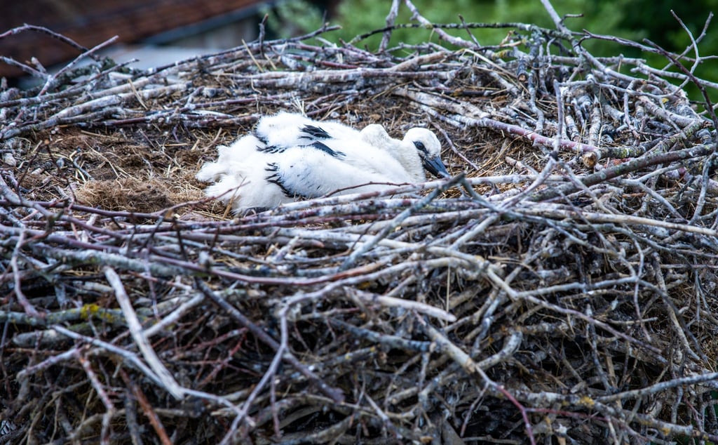 Die Jungtiere saßen nach Angaben der Feuerwehr in ihrem Nest fest, da die Storchenmutter sie nicht mehr versorgen konnte. (Symbolbild)