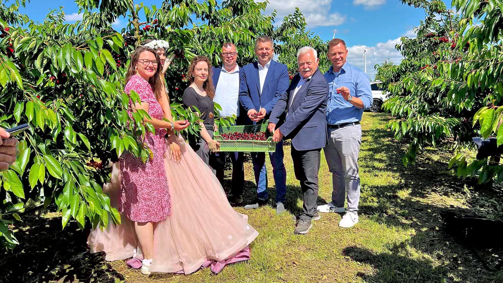 Zur Eröffnung der Kirschsaison waren Landwirtschaftsminister Sven Schulze (3.v.r), Vorsitzender des Obstbauverbandes Sachsen & Sachsen-Anhalt, Jörg Geithel (2.v.r) bei Geschäftsführerin Elisabeth Schwitzky (3.v.l.) auf der Plantage zu Besuch.