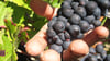 Die Weinlese in der Champagne ist Handarbeit. (Archivbild)