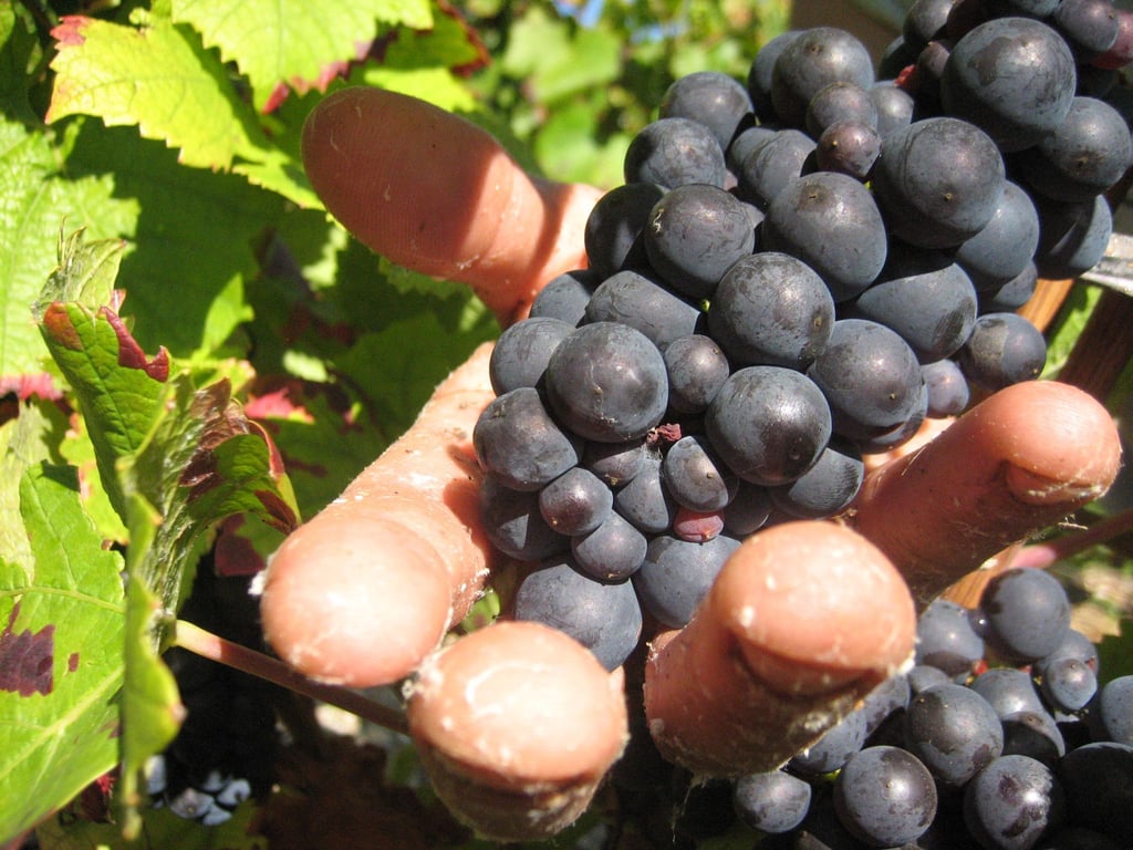 Die Weinlese in der Champagne ist Handarbeit. (Archivbild)