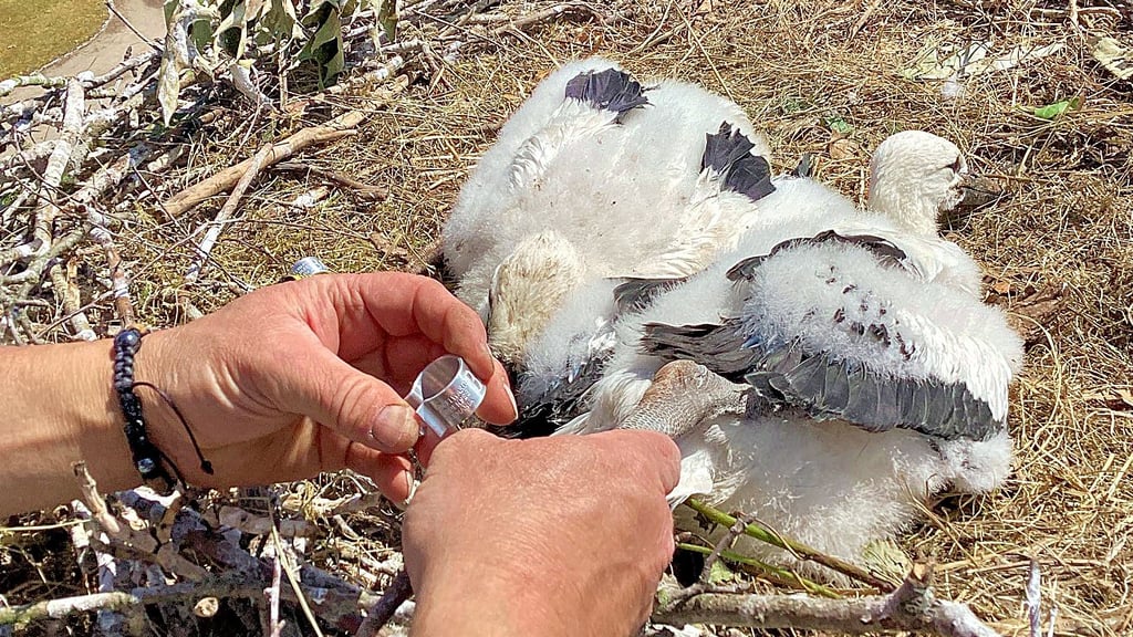Maxi und Moritz, die neuen Storche in Jerichow, werden beringt.