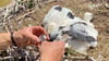 Maxi und Moritz, die neuen Storche in Jerichow, werden beringt.