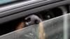 Ein Hund konnte gerade noch aus einem überhitzten Auto gerettet werden. (Symbolbild)