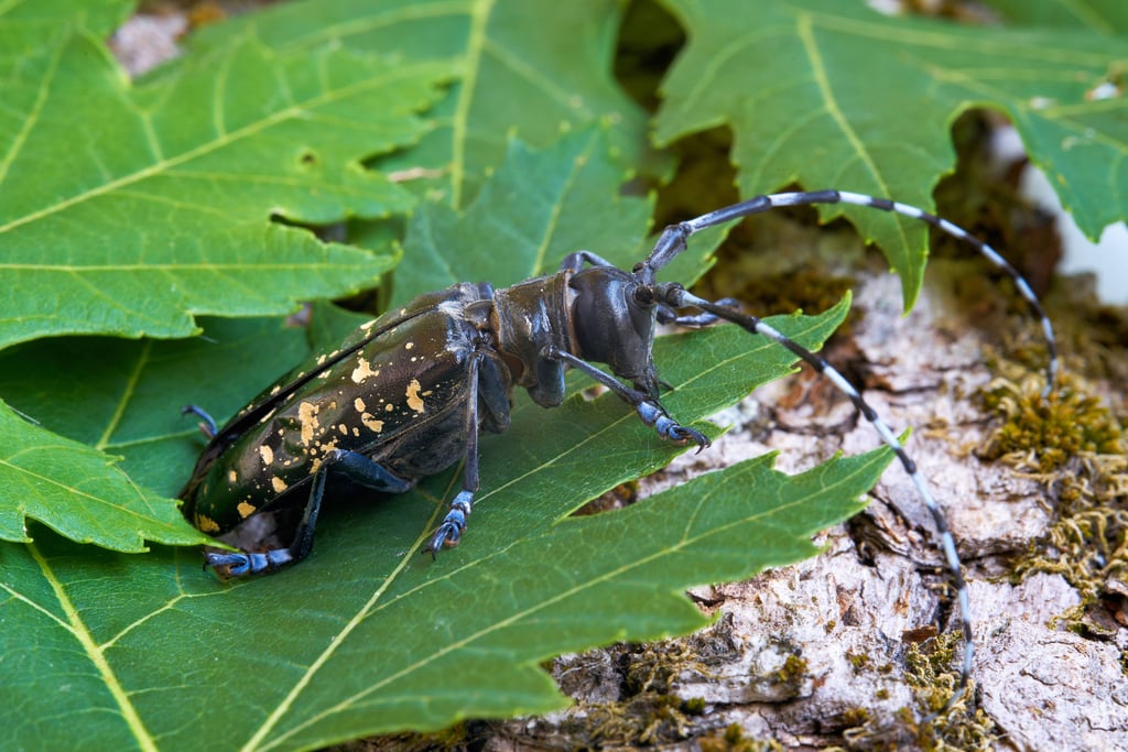 Der asiatische Laubholzbockkäfer treibt in Biederitz sein Unwesen.