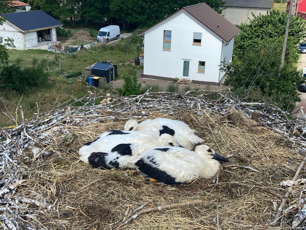 Die ganze Zeit eng beisammen: Die Storchen-Küken liegen in ihrem Nest in Magdeburg-Pechau.