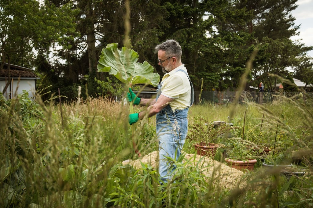 Große Rhabarberblätter decken als Mulchschicht den Boden hervorragend ab - sind aber auch ein gutes Schneckenversteck.