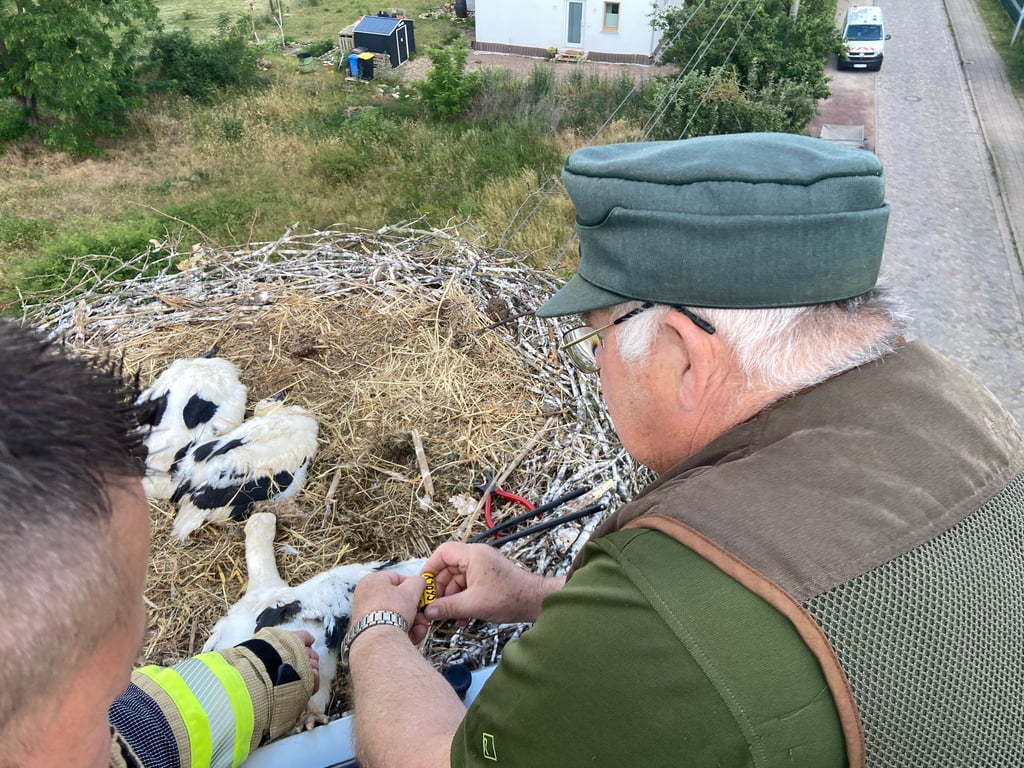 Beim Anbringen der Ringe an die Küken-Füße ist etwas Geschicklichkeit gefordert.