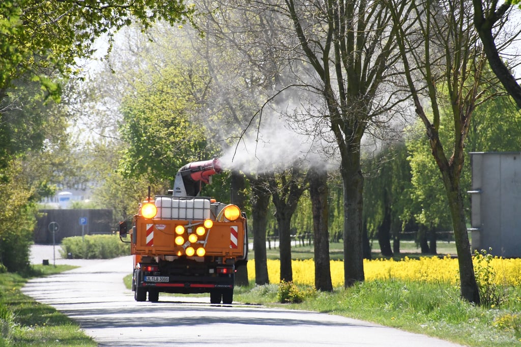 Der Eichenprozessionsspinner wird in der Region Gardelegen chemisch mit dem Bacillus thuringiensis bekämpft.