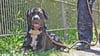 Balu ist gerettet: Jetzt sitzt der misshandelte Hund im Tierheim Wolmirstedt. Sein Schicksal bewegt ganz Deutschland.
