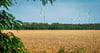 Guter Boden oder nicht? Auf diesem Feld bei Karith ist eine PV-Anlage geplant. Derzeit wird dort Gerste angebaut. Auf ertragreichem Boden erreicht Gerste eine Wuchshöhe von bis zu 120 Zentimetern. Auf dem Acker bei Karith ist sie kurz vor der Ernte etwa kniehoch. 