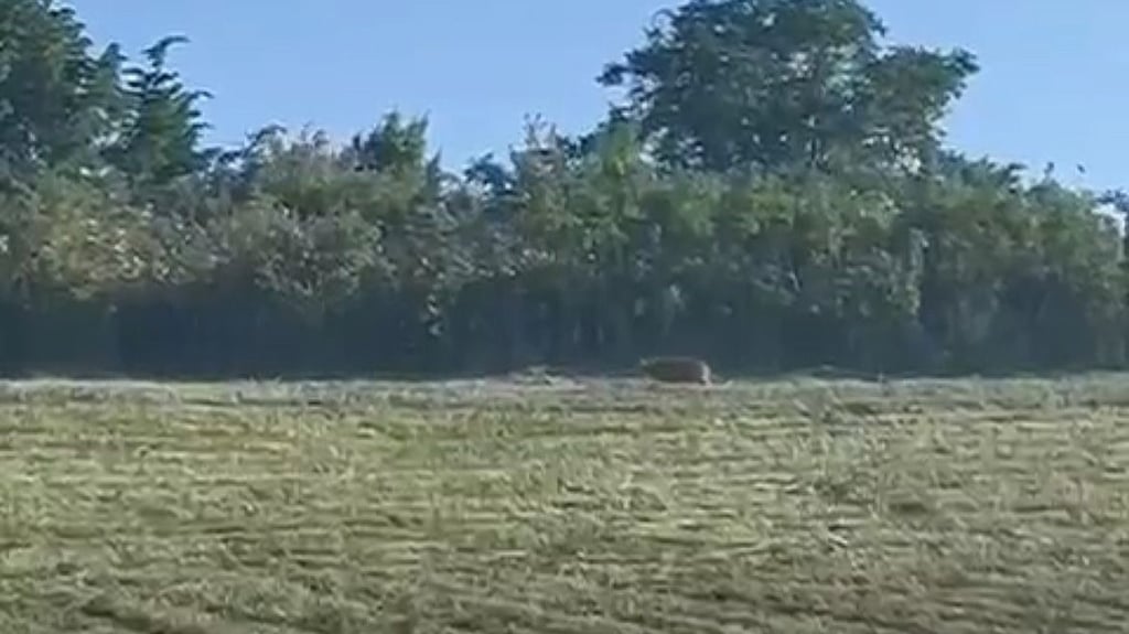 Eine korpulente Haus- oder eine hungrige Raubkatze? Ein Ausschnitt aus dem Sichtungsvideo, halbrechts, knapp vor dem Gebüsch ist der vermeintliche Puma zu sehen.