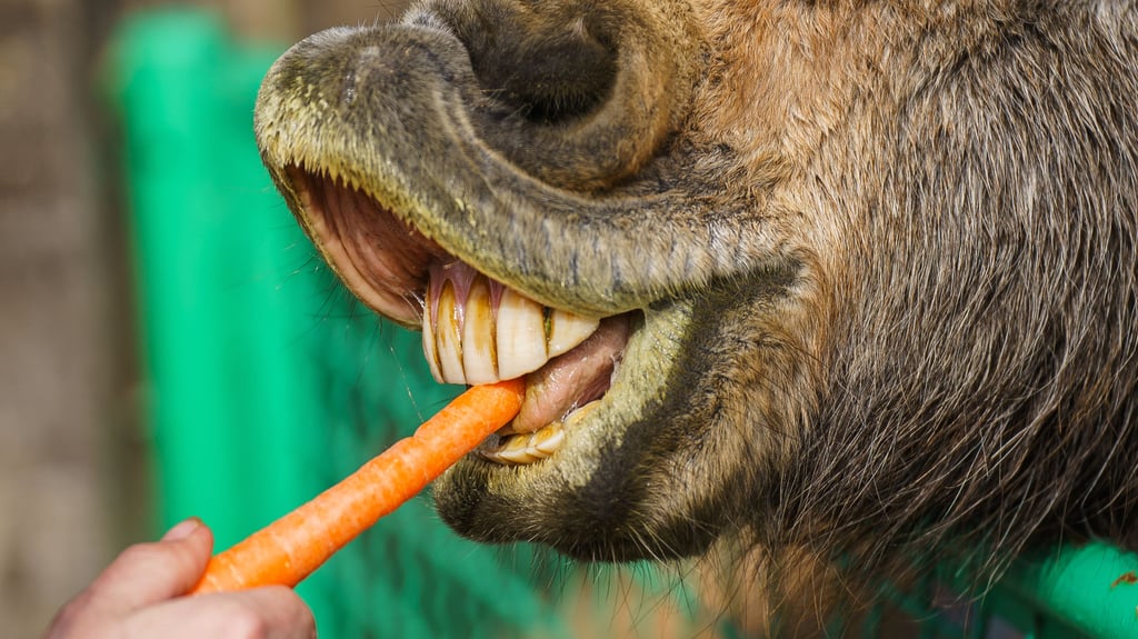 Nach einer Anzeige beim Veterinäramt wegen kranker Mulis landete eine Pferdewirtin selbst vor dem Amtsgericht Merseburg. Die Zeugenaussagen enthüllten Überraschendes über die Tierhaltung in Bad Lauchstädt.