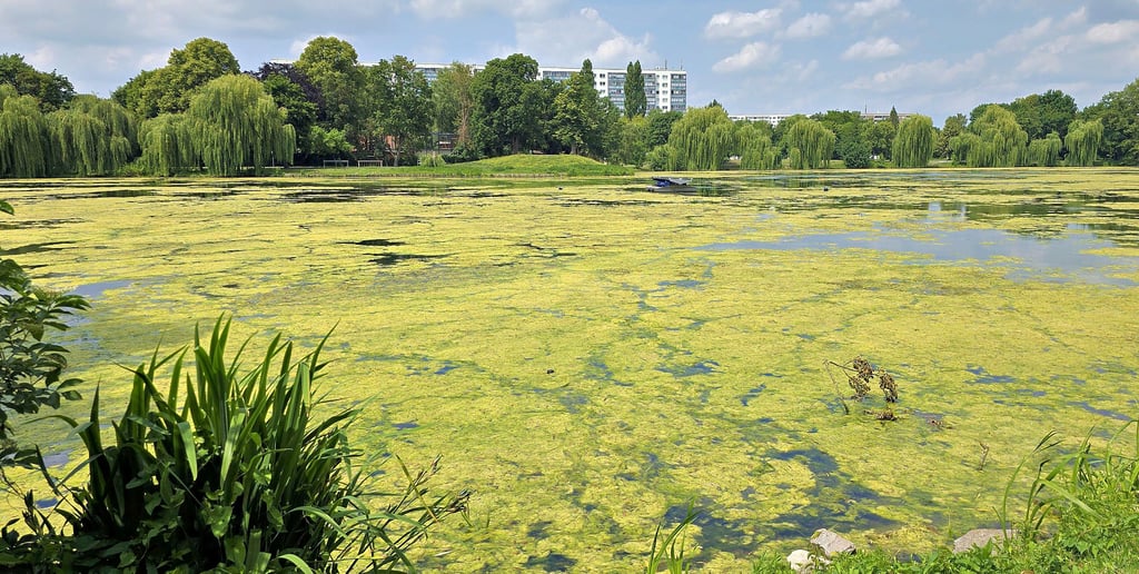 Ein gelber Teppich aus Wasserlinse und anderen Wasserpflanzen bedeckt den Stadtsee in Stendal fast vollständig. Bei den zu erwartenden hochsommerlichen Temperaturen besteht die Gefahr, dass erneut Fische sterben.