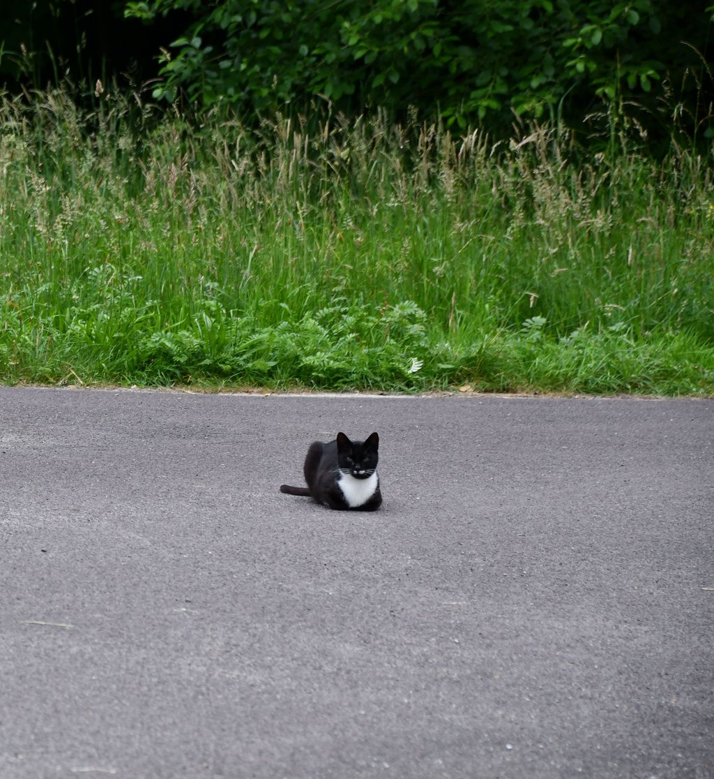 Weteritz gilt als neuer Hotspot in Sachen wild lebender Katzen.