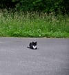 Weteritz gilt als neuer Hotspot in Sachen wild lebender Katzen.