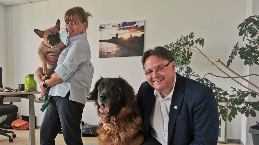 Die französische Bulldogge Bella von Silvia Läseke und der Leonberger Theo von Magdeburgs Ordnungs- und Personalbeigeordnetem Ronni Krug sind zwei von bisher 15 Bürohunden in den Ämtern der Stadt.