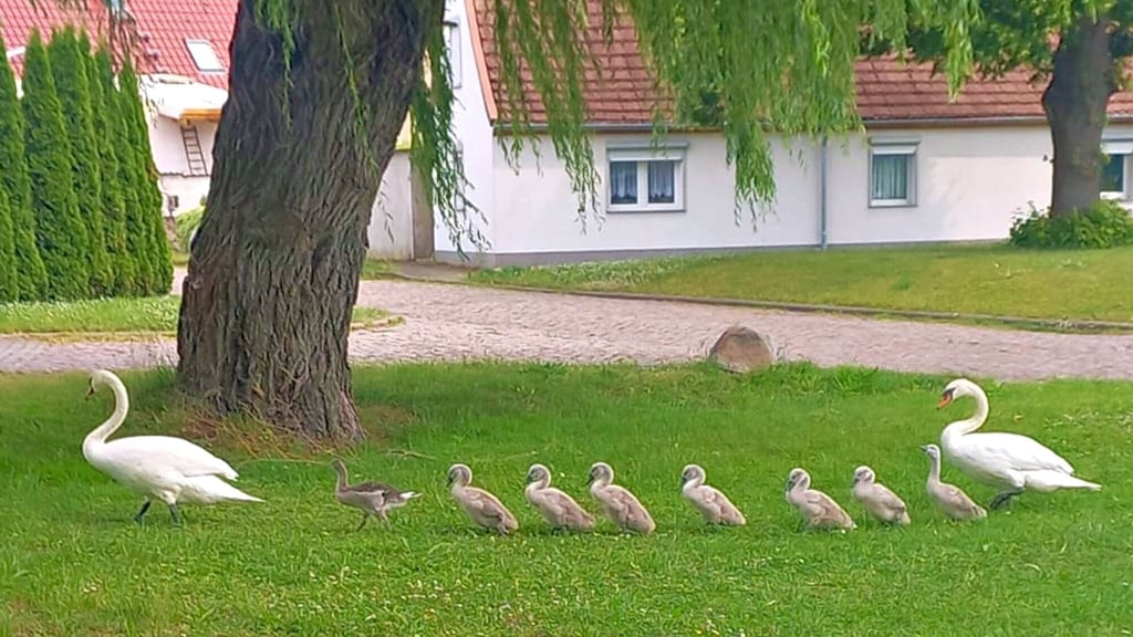 Diese Schwanenfamilie ist Rainer Gottstein in Bebitz begegnet.