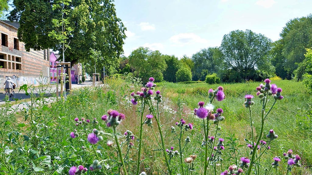 Solche neu geschaffenen grünen Oasen wie An der Bode in Staßfurt müssen nur am Straßenrand gepflegt werden.