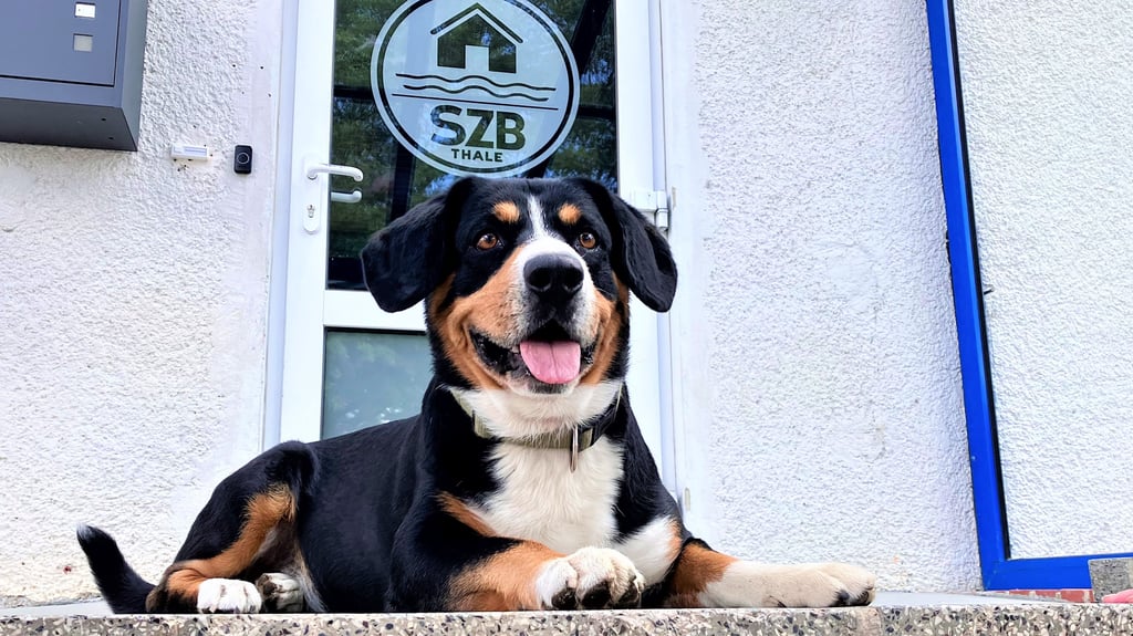 Theo ist der Bürohund im Sozialzentrum Bode in Thale.