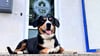 Theo ist der Bürohund im Sozialzentrum Bode in Thale.