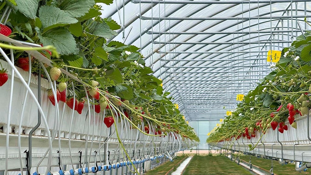 Ein Bild vom Gewächshaus in Nudersdorf. Dort werden nicht unter Glas, sondern unter Folie Erdbeeren angebaut.